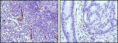 Immunohistochemistry-Paraffin: eNOS Antibody (6H2) - Azide and BSA Free [NBP2-80720]