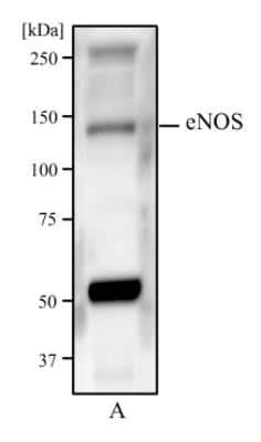 Western Blot: eNOS Antibody (6H2)Azide and BSA Free [NBP2-80720]