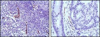 Immunohistochemistry-Paraffin: eNOS Antibody (6H2) - BSA Free [NBP1-51582]