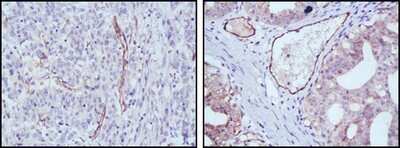Immunohistochemistry-Paraffin: eNOS Antibody (6H2) - BSA Free [NBP1-51582]