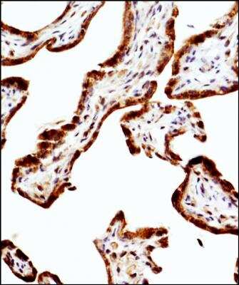 Immunohistochemistry-Paraffin: eNOS Antibody (6H2) - BSA Free [NBP1-51582]