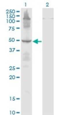 Western Blot: eRF1 Antibody (2H4) [H00002107-M02]