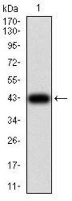 Western Blot: eRF1 Antibody (4F9H12)BSA Free [NBP2-52552]