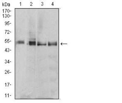 Western Blot: eRF1 Antibody (4F9H12)BSA Free [NBP2-52552]