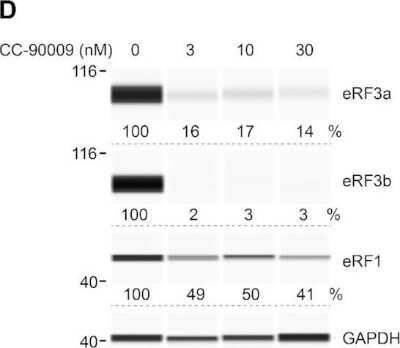 Western Blot: eRF1 Antibody (4F9H12)BSA Free [NBP2-52552]