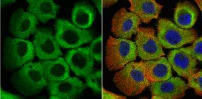 Immunocytochemistry/ Immunofluorescence: eRF1 Antibody [NBP1-31113]