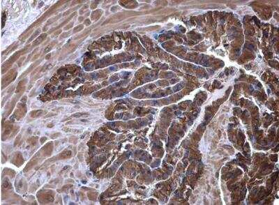 Immunohistochemistry-Paraffin: eRF1 Antibody [NBP1-31113]