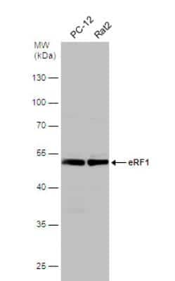 Western Blot: eRF1 Antibody [NBP1-31113]