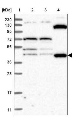 Western Blot: eRF1 Antibody [NBP2-38350]