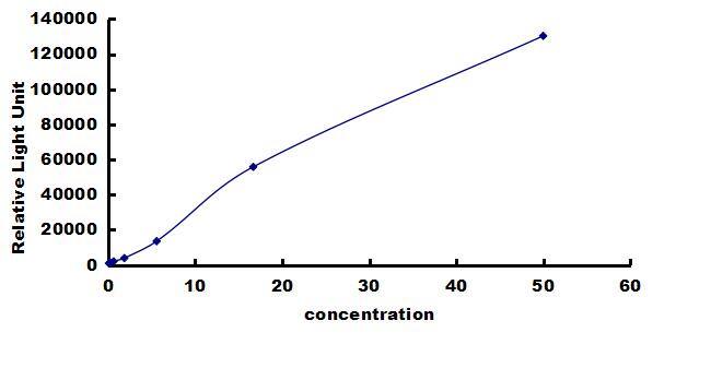 Porcine MMP-13 ELISA Kit (Chemiluminescence) ELISA: Porcine MMP-13 ELISA Kit (Chemiluminescence) [NBP3-42661]