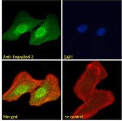 Immunocytochemistry/ Immunofluorescence: engrailed homeobox 2 Antibody [NB100-2814]