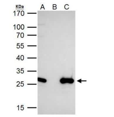 Immunoprecipitation: engrailed homeobox 2 Antibody [NBP2-14947]