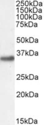 Western Blot: engrailed homeobox 2 Antibody [NB100-2814]