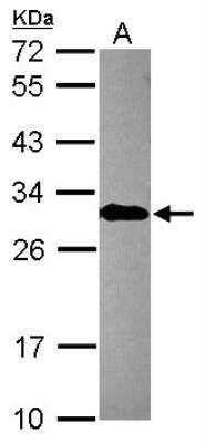 Western Blot: engrailed homeobox 2 Antibody [NBP2-14947]