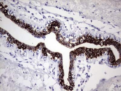 Immunohistochemistry: enkurin Antibody (OTI6C10) [NBP2-45428]