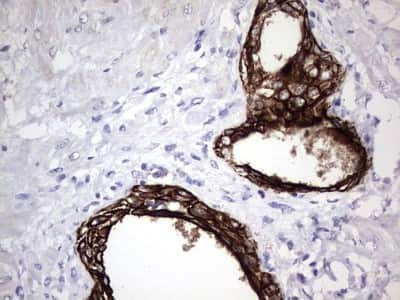 Immunohistochemistry: enkurin Antibody (OTI6C10) [NBP2-45428]