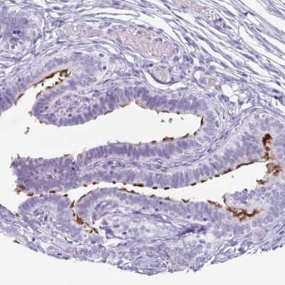 Immunohistochemistry-Paraffin: enkurin Antibody [NBP2-38925]