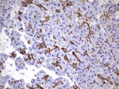 Immunohistochemistry: enkurin Antibody (OTI6C10) - Azide and BSA Free [NBP2-72461]