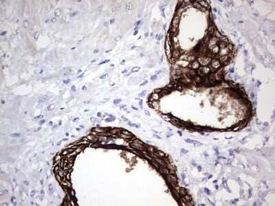 Immunohistochemistry: enkurin Antibody (OTI6C10) - Azide and BSA Free [NBP2-72461]