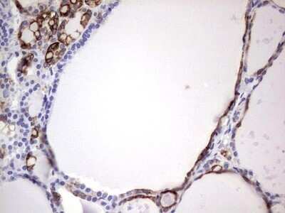 Immunohistochemistry: enkurin Antibody (OTI6C10) - Azide and BSA Free [NBP2-72461]