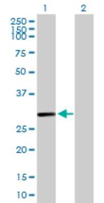 Western Blot: enkurin Antibody [H00219670-B01P]