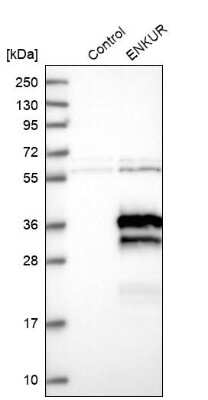 Western Blot: enkurin Antibody [NBP2-34037]