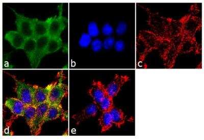 Immunocytochemistry/ Immunofluorescence: epithelial Sodium Channel alpha Antibody [NB100-74357]