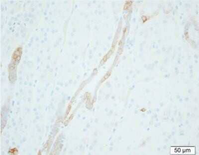 Immunohistochemistry-Paraffin: epithelial Sodium Channel gamma Antibody (5c2) - BSA Free [NBP2-41373]