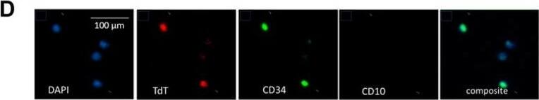 Detection of Human Neprilysin/CD10 by Immunocytochemistry/ Immunofluorescence