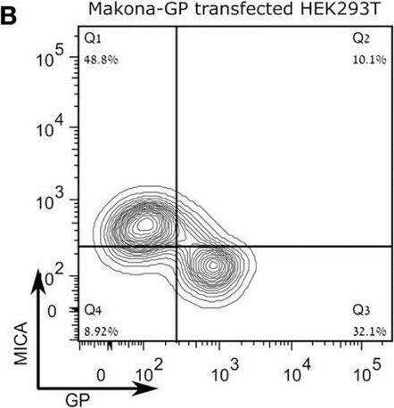 Detection of MICA by Flow Cytometry
