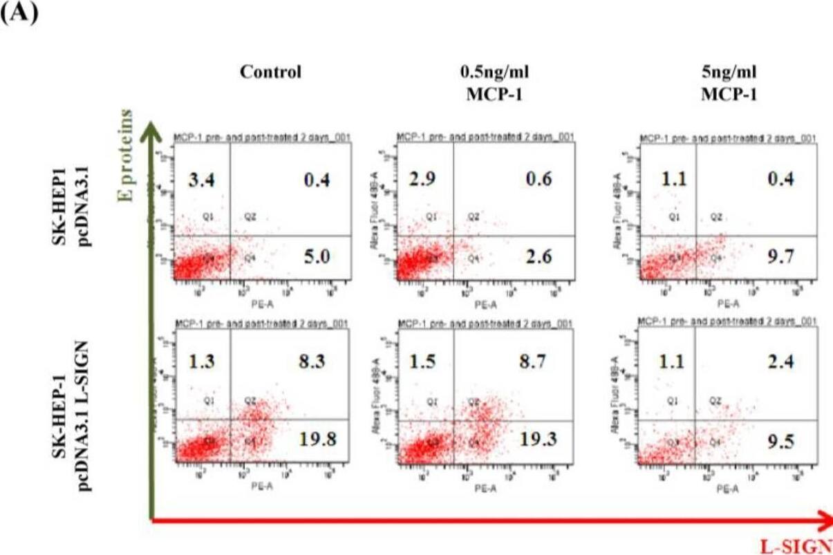 Detection of DC-SIGNR/CD299 by Flow Cytometry