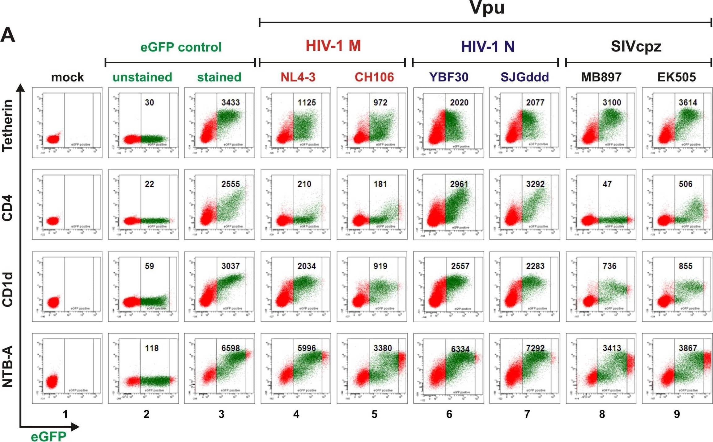 Detection of Human NTB-A/SLAMF6/CD352 by Flow Cytometry