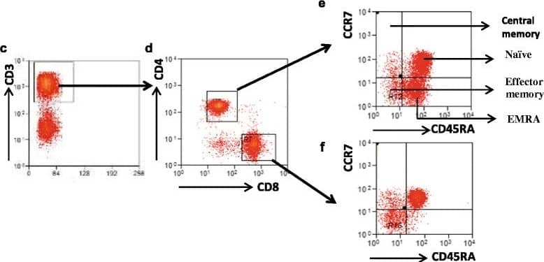 Detection of Human CCR7 by Flow Cytometry