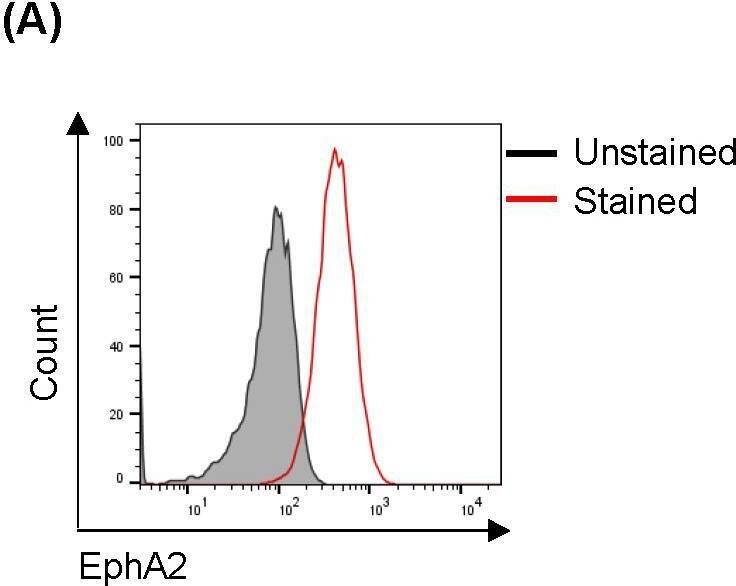 Detection of EphA2 by Flow Cytometry