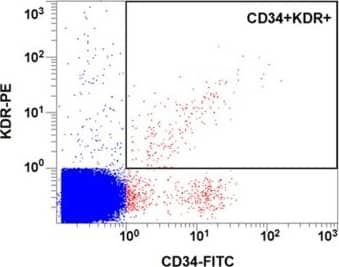 Detection of Human VEGFR2/KDR/Flk-1 by Flow Cytometry