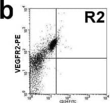 Detection of Human VEGFR2/KDR/Flk-1 by Flow Cytometry