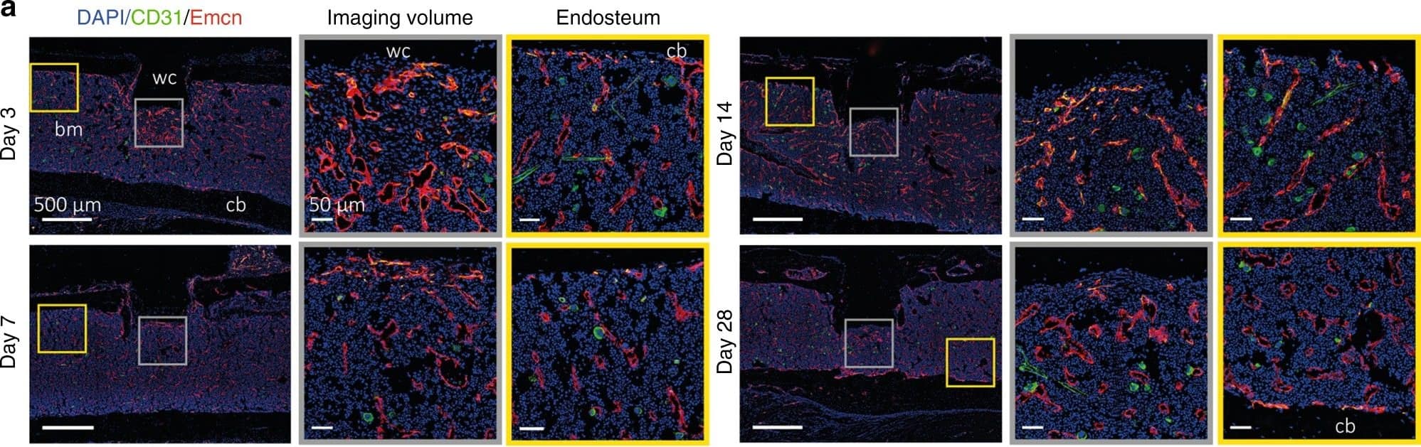 Detection of Mouse CD31/PECAM-1 by Immunocytochemistry/Immunofluorescence