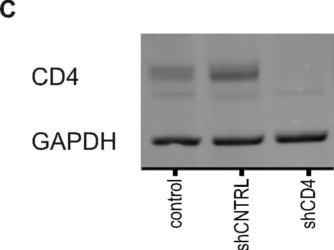 Detection of Mouse CD4 by Western Blot