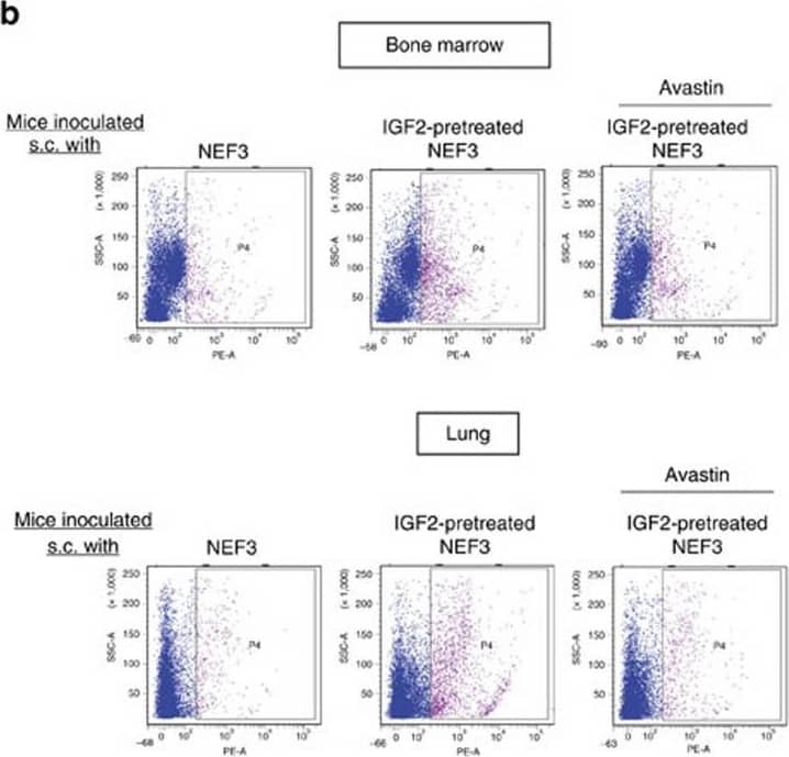 Detection of Mouse VEGFR1/Flt-1 by Flow Cytometry