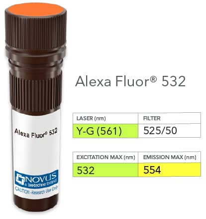 ROR gamma t/RORC2/NR1F3 Antibody (1181A) [Alexa Fluor® 532]