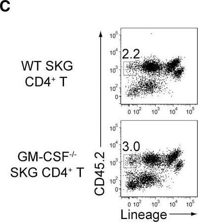 Detection of Mouse GM-CSFR alpha by Flow Cytometry