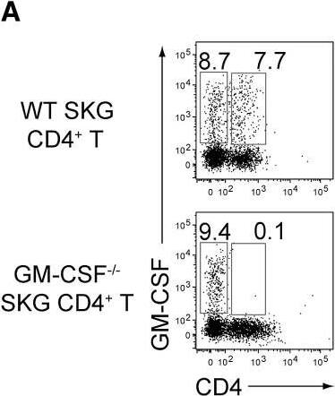 Detection of Mouse GM-CSFR alpha by Flow Cytometry