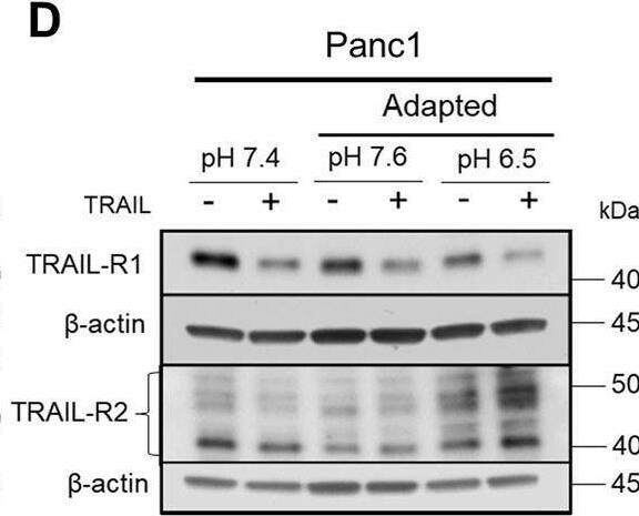 Detection of TRAIL R2/TNFRSF10B by Western Blot