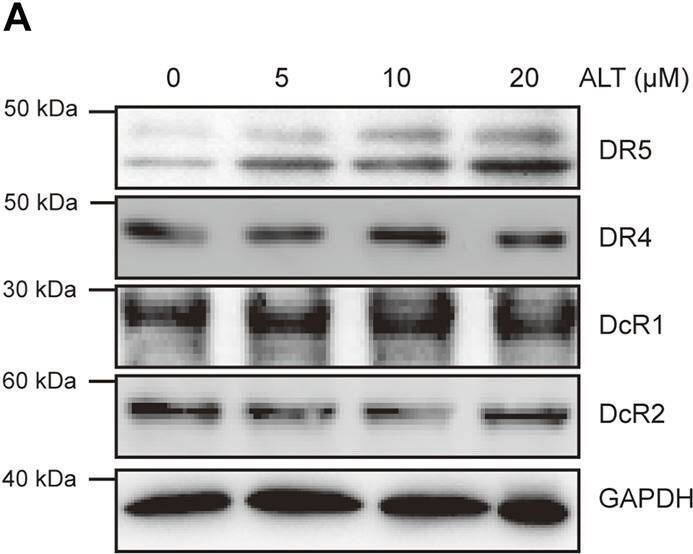 Detection of TRAILR4/TNFRSF10D by Western Blot