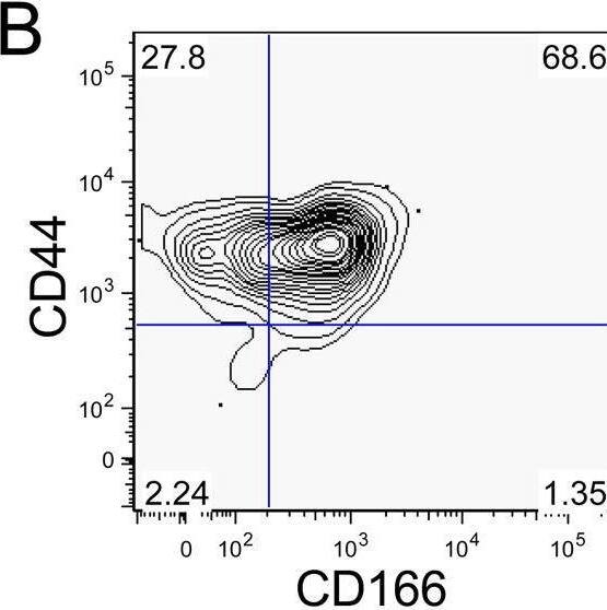 Detection of ALCAM/CD166 by Flow Cytometry