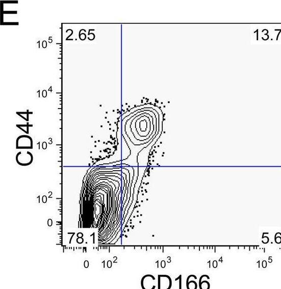 Detection of ALCAM/CD166 by Flow Cytometry
