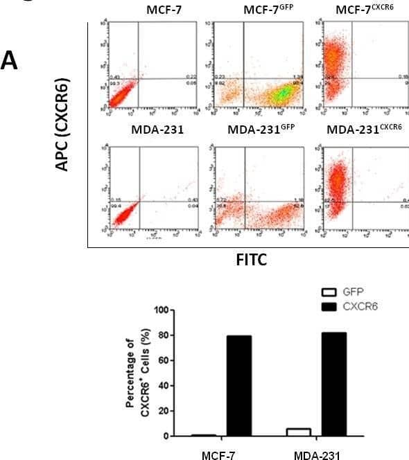 Detection of CXCR6 by Flow Cytometry