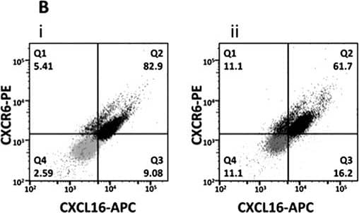 Detection of Human CXCR6 by Flow Cytometry