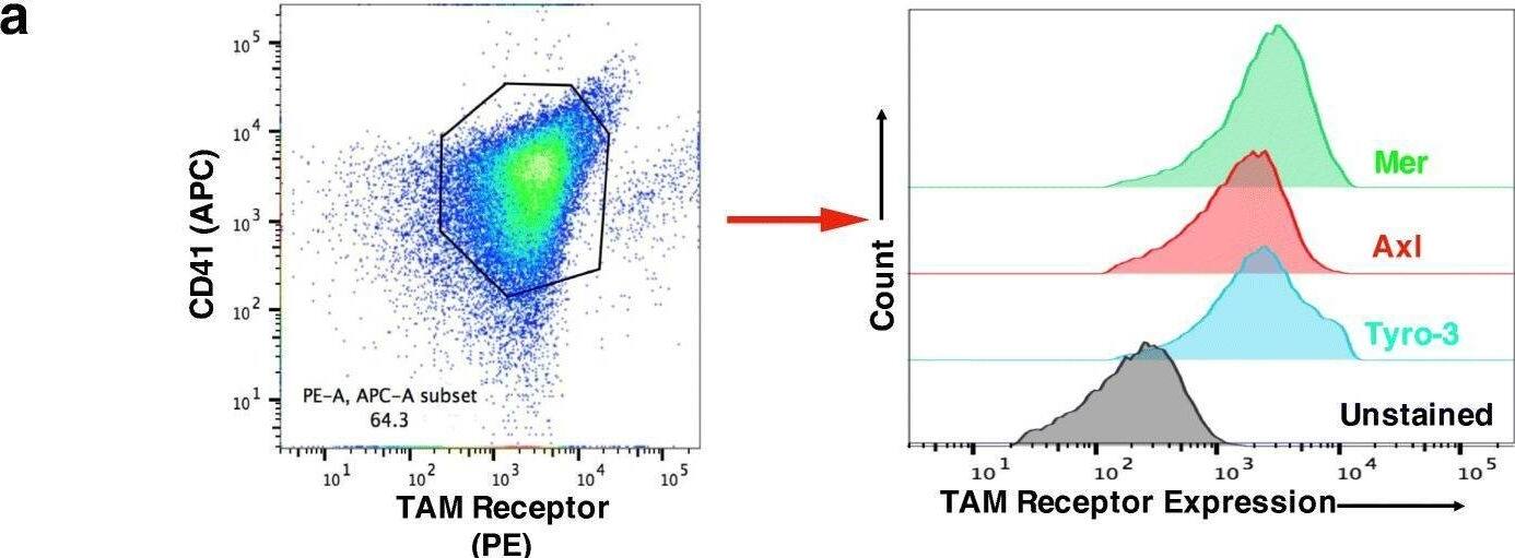Detection of Human Axl by Flow Cytometry