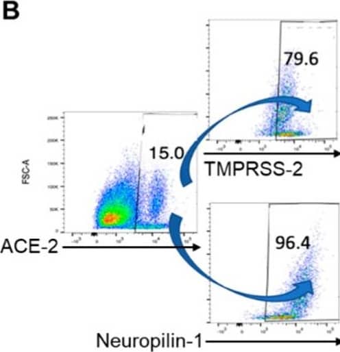 Detection of ACE-2 by Flow Cytometry